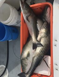 box full of striped bass caught in Newport RI