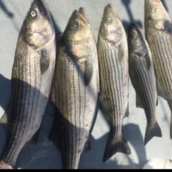five keeper stripers caught in Newport RI