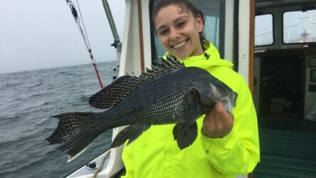 sea bass caught in Newport RI